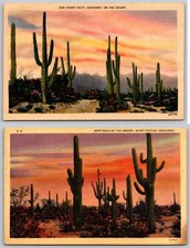 Giant Cactus Sahuaro Sentinels of the Desert Lot of 2 Postcards 1939 picture