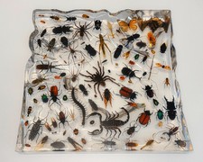 Massive Acrylic Display Block w/ Real Insects, bat & Arachnids Mixed. 20LB GIANT picture