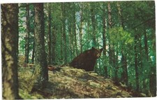 1961 Greetings From Minocqua Wisconsin Postcard Bear in the Forest Vintage picture