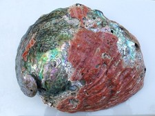 Extra large museum quility Red Abalone Shell 10