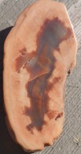 Polished Arizona Petrified Rainbow Wood Grain Translucent Slab Blue Red Orng picture