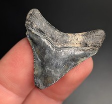 Rare Lightning Megalodon Shark Tooth Central Florida Quality Natural Fossil picture