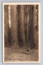 c1927 RPPC Postcard Sequoia Nat'l Park CA California Congress Group Giant Trees picture