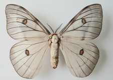 Ceranchia Apollina Ghost Silk FM Moth Set x1 A- Collectors Specimen Entomology picture