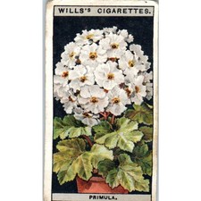 1925 Wills's Cigarette Card Flower Culture in Pots #40 Primula SE5 picture