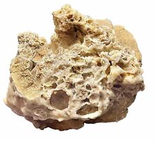Rare Fossilised Coral (crystalised) Rare Find In Outback Australia 1.3kg picture
