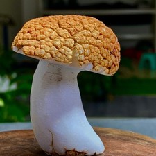 156G Natural gobi agate Matsutake mushroom crystal Mineral Specimen picture