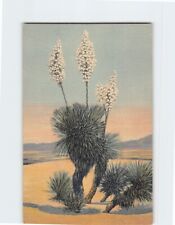 Postcard Desert Yucca picture