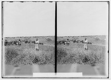 Photo:Middle East Bedouin Boy Tending Flock 1900s Sttereograph picture