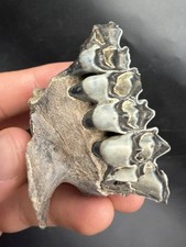 Beautiful FOSSIL DEER JAW BLUEISH ENAMEL PEACE RIVER FLORIDA PLEISTOCENE MAMMAL picture
