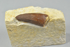 Borealosuchus wilsoni, Crocodile Tooth, Green River Formation, Wyoming picture