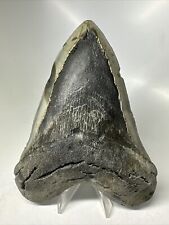 Megalodon Shark Tooth 5.90” Huge - Authentic Fossil - Natural 16386 picture