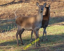 Photo 12x8 Two Red Deer at Bradgate Park Newtown Linford/SK5109  c2013 picture
