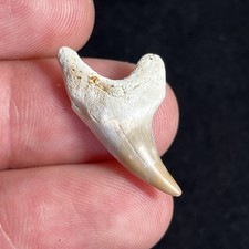 Parotodus Benedini Summerville Excellent Condition Genuine Rare Fossil picture