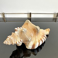 Perry's Triton Seashell Large 4.8in Cymatium Peryii Vintage Coastal Decor Beach picture