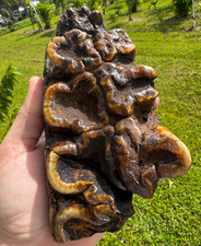 INSANELY RARE EARLY ICE AGE GOMPHOTHERE SUWANNEE RIVER POLISHED ORANGE FOSSIL FL picture