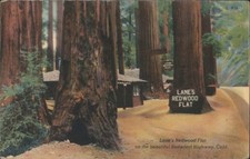 California Lane's Redwood Flat,Redwood Highway Colourpicture Publication Vintage picture