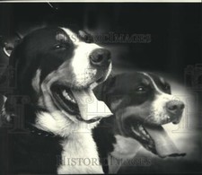 1983 Press Photo Two dogs pose smiling with tongues hanging out - nob01088 picture