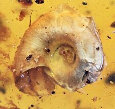 Rare Gastropoda (Land Snail), Fossil Inclusion in Burmese Amber picture