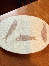 Knightias Fossil Fish Green River Formation Wyoming Eocene Plaque - DS31 picture