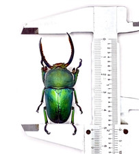 Lamprima adolphinae single male 50+mm stag beetle. RARE COLOR picture