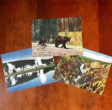 Lot 3 Giant Vtg Postcards Yellowstone Park Grand Canyon Geyser Hill Bears 9
