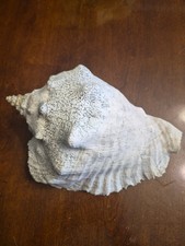 Vintage Weathered Queen Conch Shell Porus Beach Fossil Specimen 8.5 Inch picture