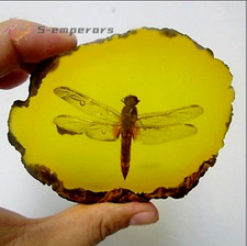 Beautiful Amber Dragonfly Fossil Insects Manual Polishing picture