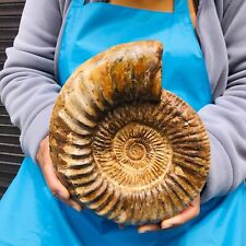 5.21LB TOP Natural Beautiful ammonite fossil conch Crystal specimen heals 1153 picture