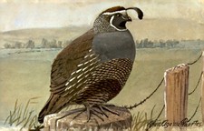 California Quail Louis Agassiz Fuertes Signed Artist Animals Vintage Postcard picture
