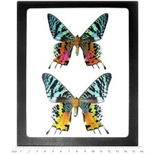 Urania ripheus pair male female REAL MADAGASCAR SUNSET MOTH FRAMED BUTTERFLY picture