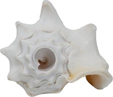 Small Bahama Conch Shell Horn (Milk Conch) - 5-6 inch - Blowing picture