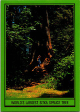 Vtg Postcard Wold's Largest Sitka Spruce Tree, Lake Quinault, Rain Forest Resort picture