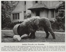 Standard Poodle 