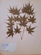 Vintage BOTANICAL PRESSED LEAF SCRAPBOOK Charleston South Carolina Hand Written  picture