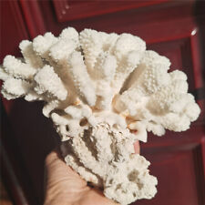 2.76 LB  Staghorn Coral Natural Sea white Coral Aquarium Fish Decor #1198 picture