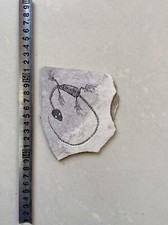 Unique Real AMPHIBIAN VERTEBRA NOTHOSAURIA JURASSIC Dragon Dinosaur Fossil 00005 picture