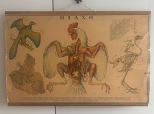 Vintage Soviet Ukrainian Wall Chart Poster Birds Anatomy Rooster Archaeopteryx picture