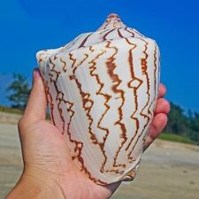 Large Noble Volute Seashell Conch Shell Rare Real Beach Home Deco 4.5-5.5