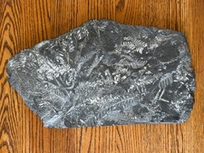 Carboniferous Fern Plant Fossil Slab 11x8.5in 8.2 lbs Shale Matrix Display Plate picture