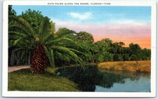 Postcard - Date Palms Along the Shore, Florida picture