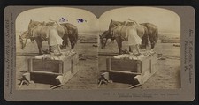 Photo:Columbia River Oregon 1906 Salmon Load Ready for Cannery Stereoview picture