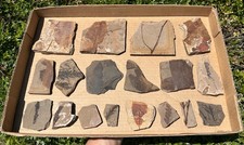 Leaf & Plant Fossils in Matrix LOT McAbee Shale Canada Cache Creek Kamloops picture