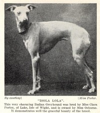 Italian Greyhound 