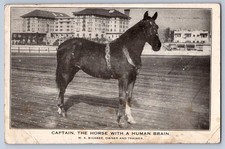 K67/ Interesting Postcard? c1910 Horse with a Human Brain Sigsbee Owner 394 picture