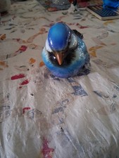 Goebel Sparrow Blue Bird Figurine CV74 Ceramic West Germany Vintage Collectible picture