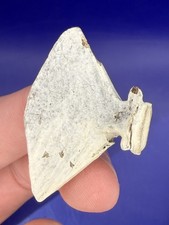 Lowcountry Fossilized Fish Tail Real Authentic Fossil from SC picture