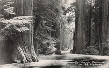 RPPC Klamath CA California Redwoods Hwy 199 Giant Sequoia Tree Photo Postcard E2 picture