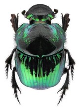 Phanaeus demon FEMALE green form scarab beetle Guatemala PINNED picture
