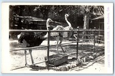 c1910's Cawston Ostrich Farm South Pasadena CA Animals RPPC Photo Postcard picture